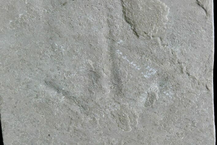 Fossil Bird Track - Green River Formation, Utah #105521